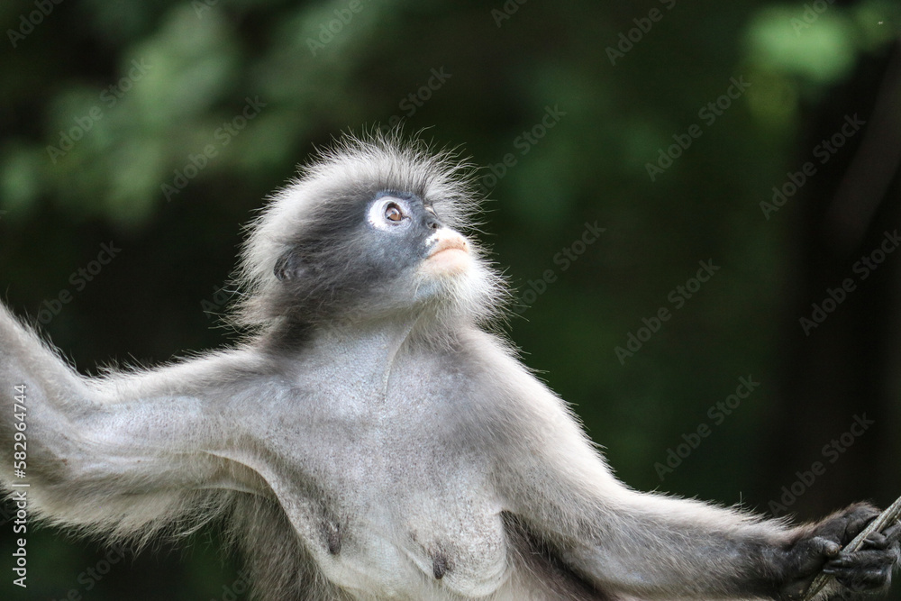 Fototapeta premium Cute female dusky leaf monkey (Trachypithecus obscurus) looks up hopefully.