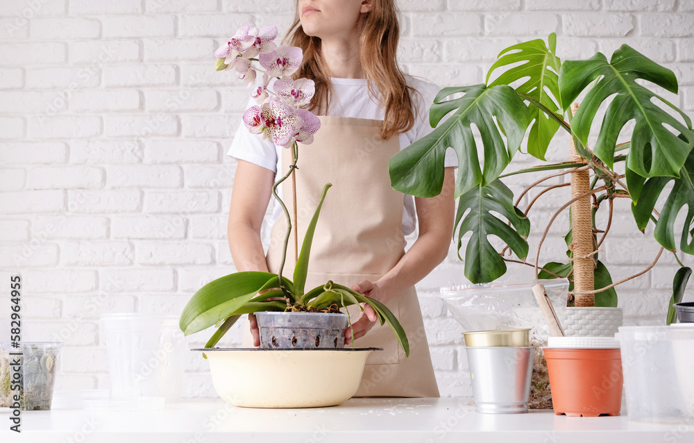 Transplanting orchid plants. Home gardening, breeding of orchids.