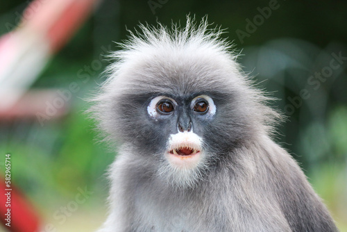 Photography Surprised cute shaggy dusky leaf monkey (Trachypithecus obscurus) close up