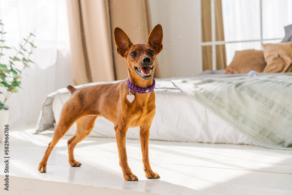 Miniature brown pinscher stands against the background of a bed and a window. Emotions of dogs. Purebred pet. High quality photo. Pet as a member of the family