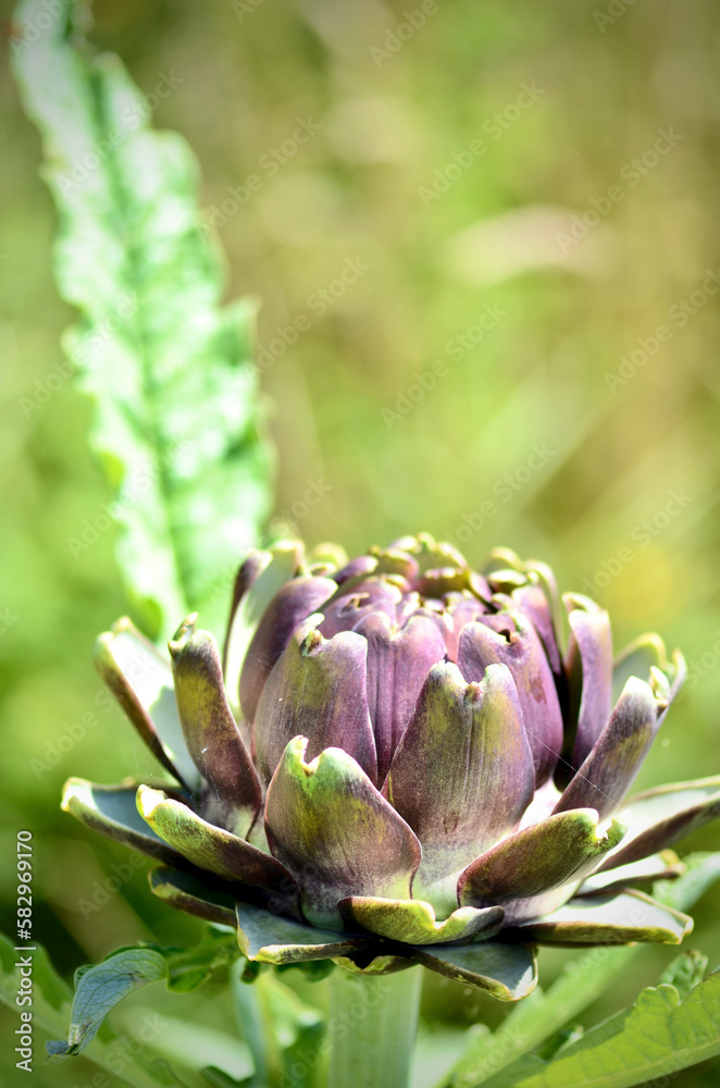 Isolated single Globe Artichoke growing in the summer sunshine Isolated single Globe Artichoke growing in the summer sunshine