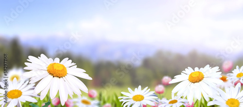 Wild flowers of chamomile in a meadow on sunny nature spring background. Summer scene with camomile flower in rays of sunlight. Close-up or macro