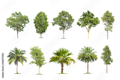 Coconut tree on White Background. The collection of green palm tree . tropical trees isolated used for design  advertising and architecture.
