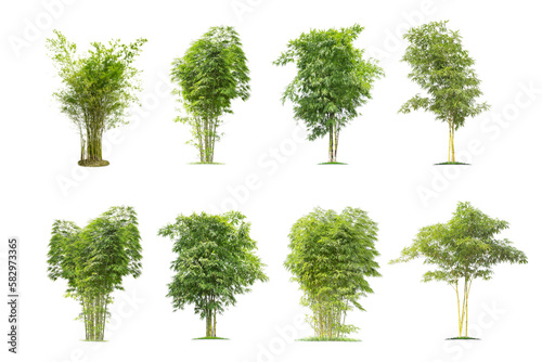 Green bamboo tree isolated on White Background. The collection of  bamboo tree . tropical trees isolated used for design, advertising and architecture. © Gan
