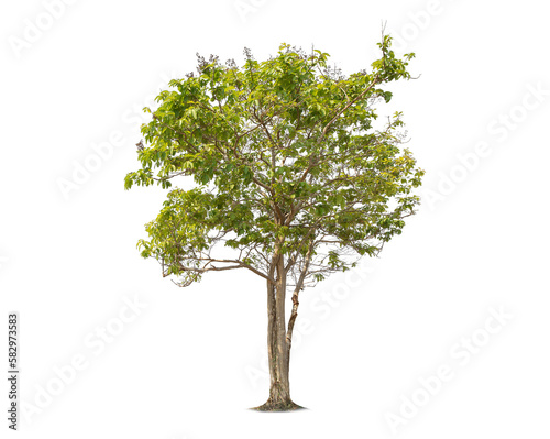 Green tree isolated on transparent background with clipping path, single tree with clipping path and alpha channel. are Forest and foliage in summer for both printing and web pages. 