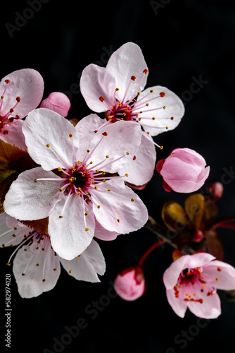 Beautiful and cute pink cherry blossoms sakura flowers in Madrid