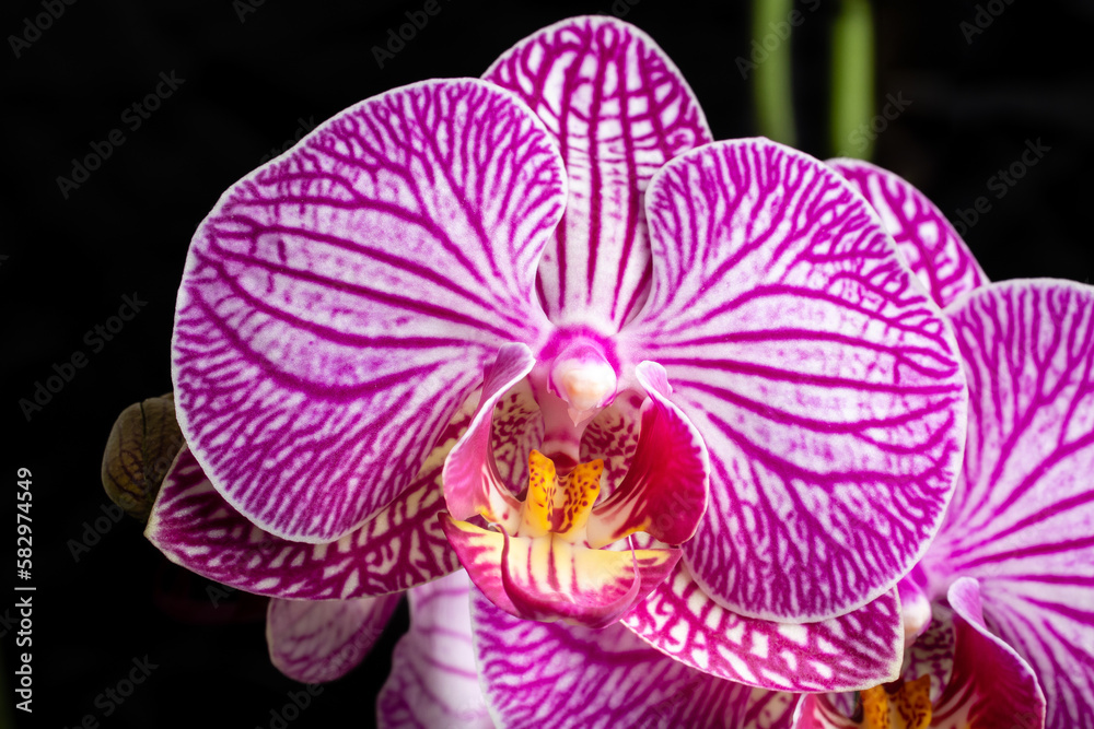 purple orchid flower grown in a garden purple orchid flower grown in a garden