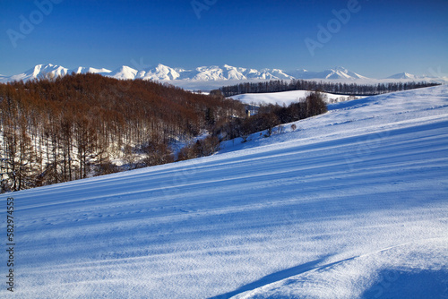 樹影と大雪山連峰（美瑛町）