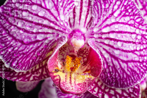 Fototapeta Naklejka Na Ścianę i Meble -  purple orchid flower grown in a garden