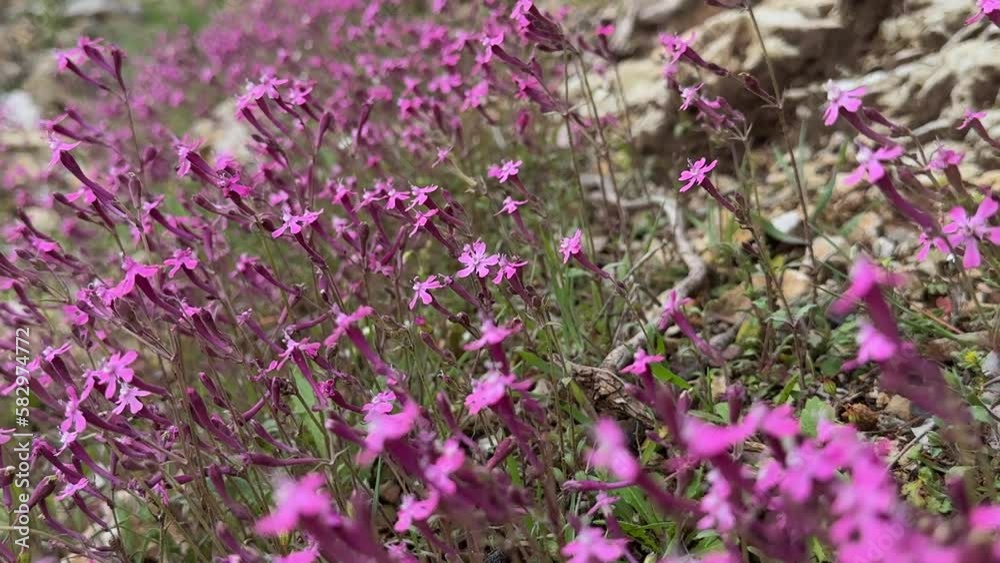 Small purple flowers known as stork's beak Small purple flowers known as stork's beak