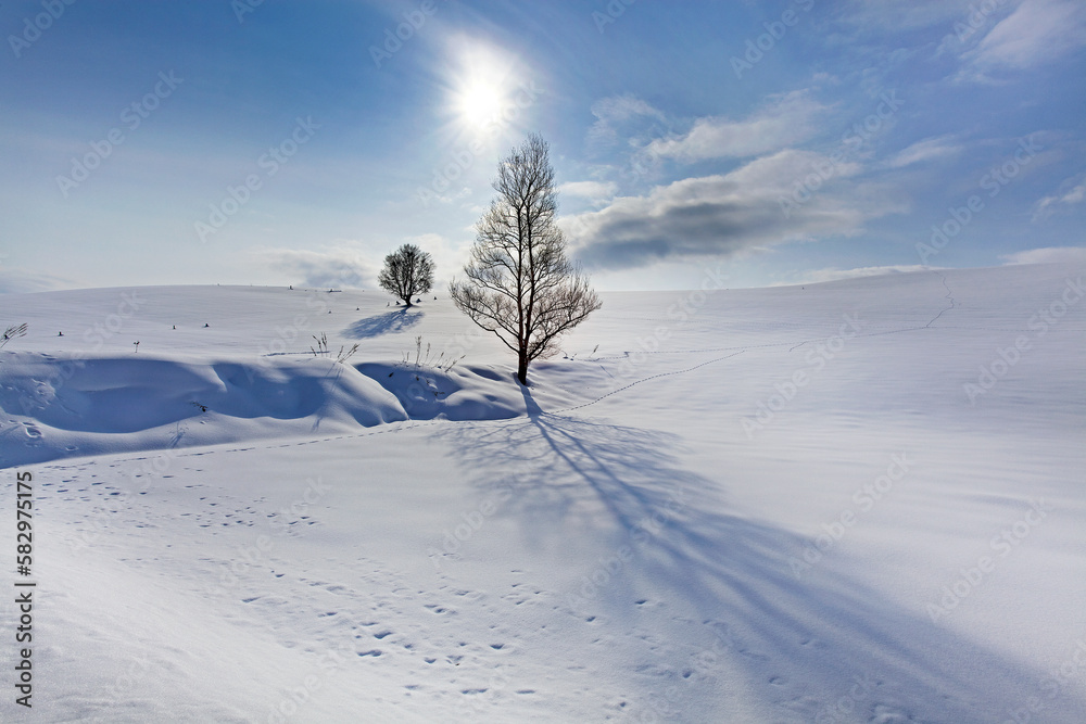雪原と影(美瑛町) 雪原と影(美瑛町)