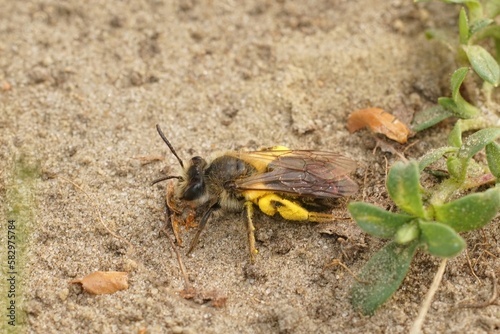 Closeup on a female Mellow minder solitary bee, Andrena mitits, loaded with yellow pollen