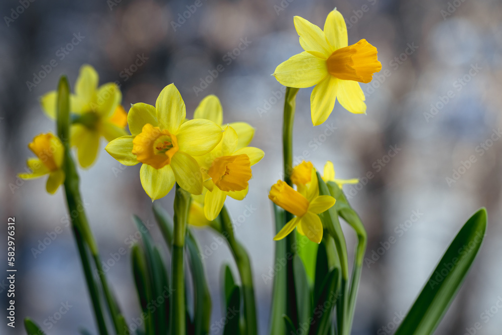 Obraz premium Beautiful Spring banner with fresh yellow daffodil flowers grow in pot on windowsill