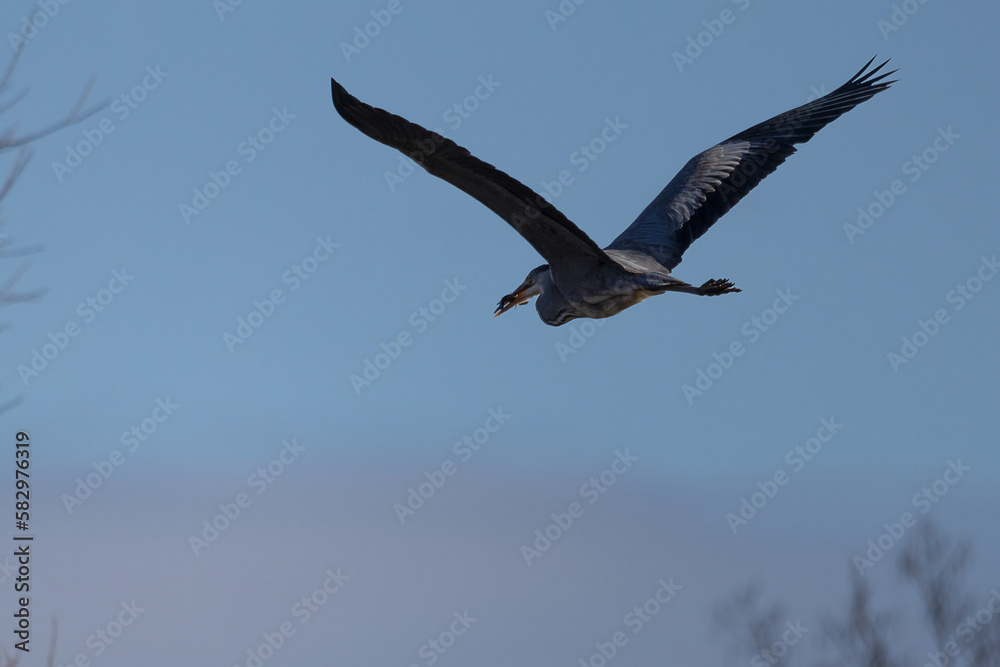 Obraz premium Graureiher