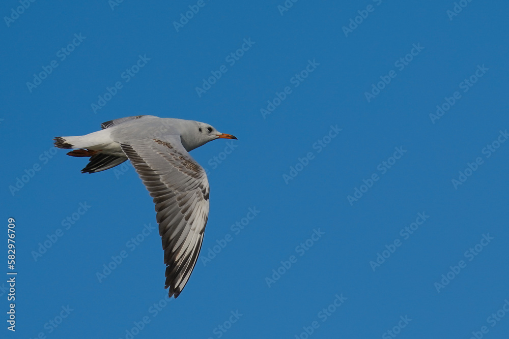 Obraz premium Lachmöwe