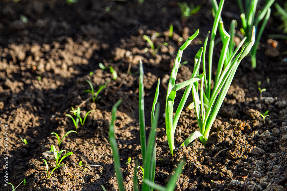 plantation of rows of onions the garden in early spring after planting. plantation of rows of onions the garden in early spring after planting.