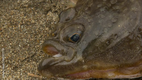 Platichthys is a genus of flatfish native to the North Pacific and North Atlantic oceans.