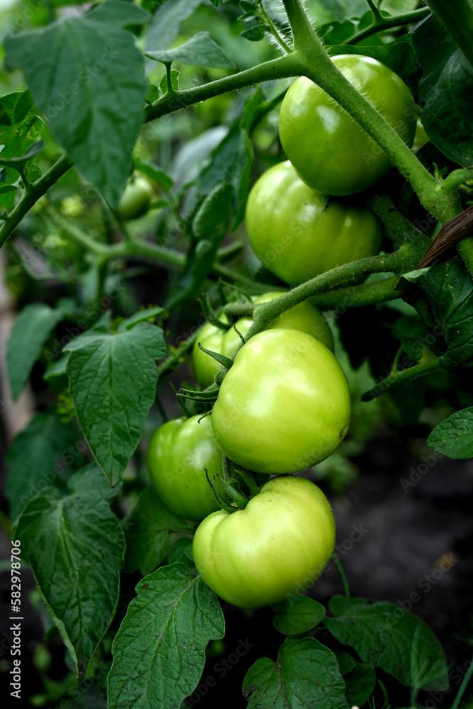 Tomato plants in greenhouse Green tomatoes plantation. Organic farming, young tomato plants growth in greenhouse. Tomato plants in greenhouse Green tomatoes plantation. Organic farming, young tomato plants growth in greenhouse.