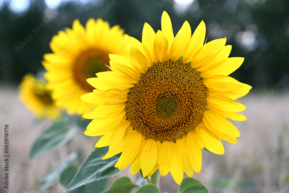 Sunflower flower close-up on the field. Spring-summer concept. Sunflower flower close-up on the field. Spring-summer concept.