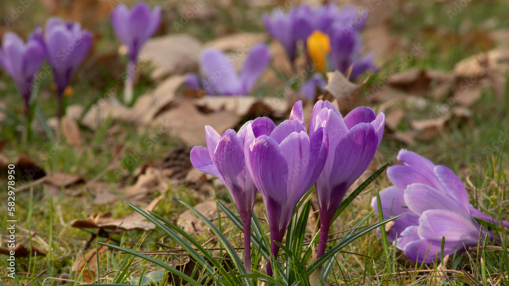 Crocuses in spring, among dead, dry leaves, purple spring flowers Crocuses in spring, among dead, dry leaves, purple spring flowers