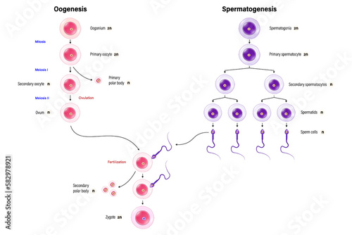 Oogenesis and Spermatogenesis. Stages in Gametogenesis. Human reproductive system. photo