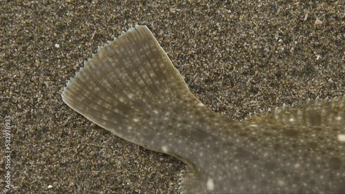 The stone flounder (Kareius bicoloratus) is a flatfish of the family Pleuronectidae.
