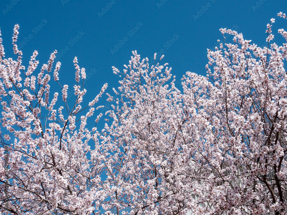 The mountain peach blossoms in full bloom The mountain peach blossoms in full bloom