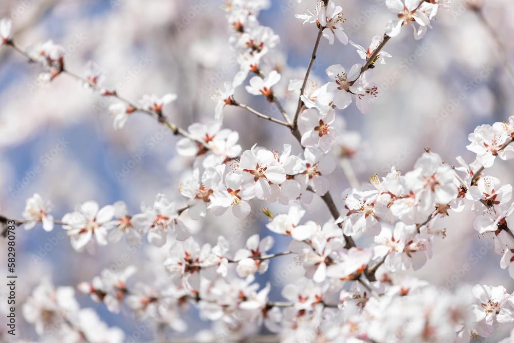 The mountain peach blossoms in full bloom