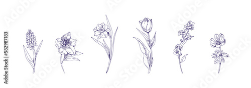 Engraved flowers drawn in vintage style. Field floral plants set  detailed outlined botanical drawings. Retro tulip  muscari  helleborus set. Contoured vector illustration isolated on white background