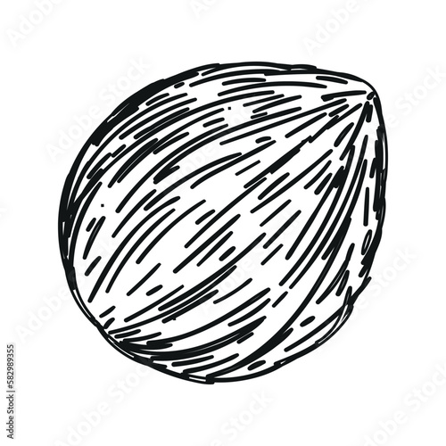 Coconut whole with tree holes. Cartoon coconut icon. Coconut milk.