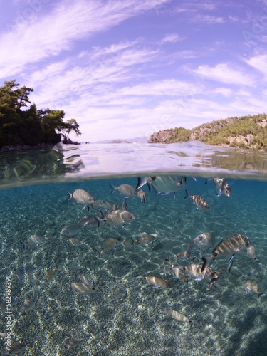 split shot half underwater with fish and land on the beach 