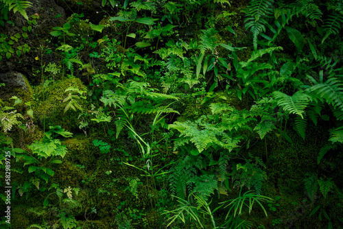 Green nature background with moss and leaves