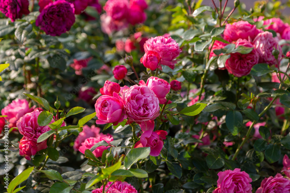 English rose David Austin blooms on a Bush in the summer in the garden