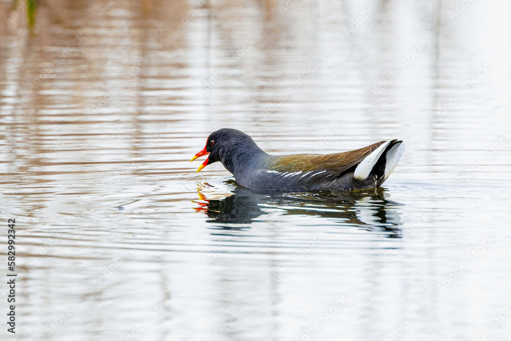 Close up of a swimming Moorhen, Gallinula chloropus, with beautiful yellow beak tip and rippling water with reflection Close up of a swimming Moorhen, Gallinula chloropus, with beautiful yellow beak tip and rippling water with reflection