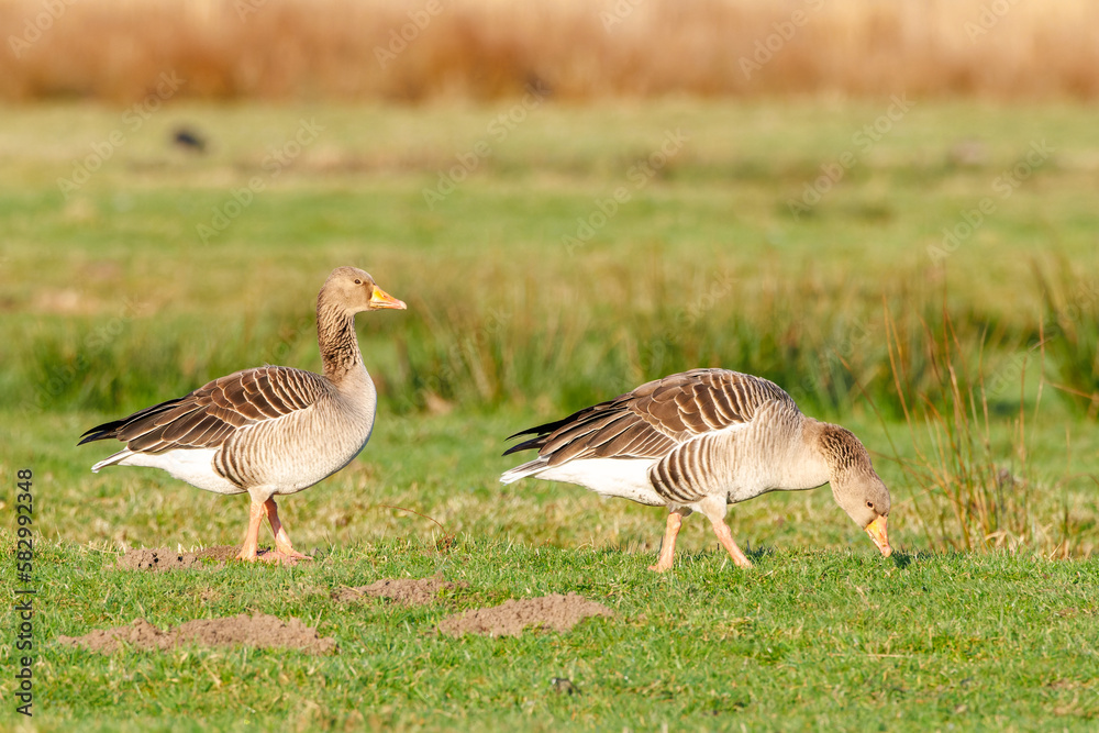 Close up of a pair of attentive gray geese, Anser Anser, foraging in their natural living environment of grassy green meadows with freshly engraved grass in their orange beaks