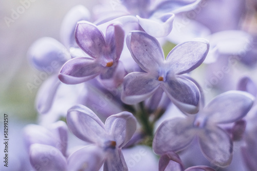 Lilac blossom in spring. Lilac flowers close up. Growing lilacs. © sergo321