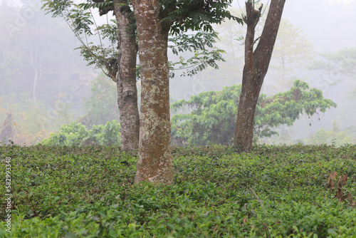 beautiful foggy morning over tea garden.this photo was taken from   Chittagong Bangladesh.