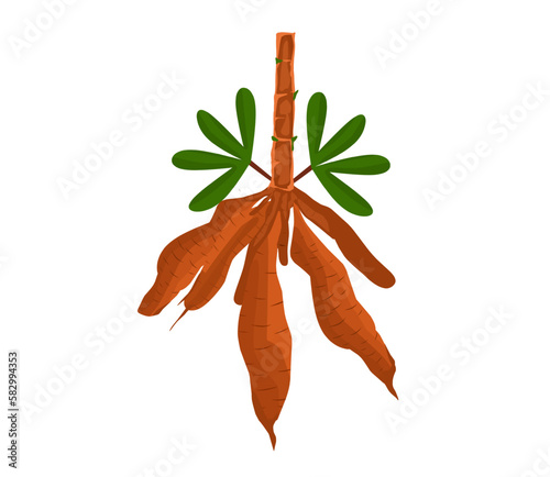 Vector illustration, cassava plant or Manihot esculenta