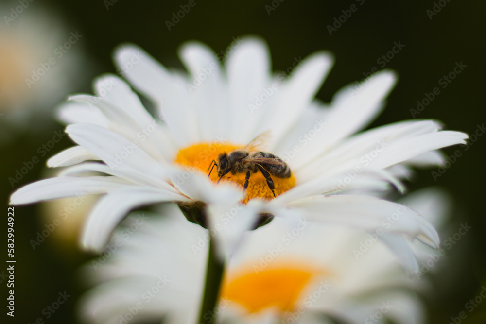 pszczoła na białym kwiecie, margaretka - obrazy, fototapety, plakaty 