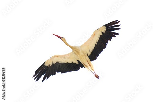 Stork in flight on isolated background