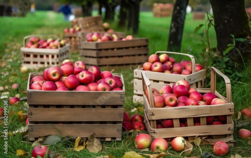 Wooden crates filled with vibrant apples rest on a grassy orchard floor, hinting at a recent harvest.