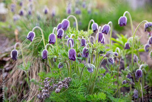 Purple pasque flowers in field