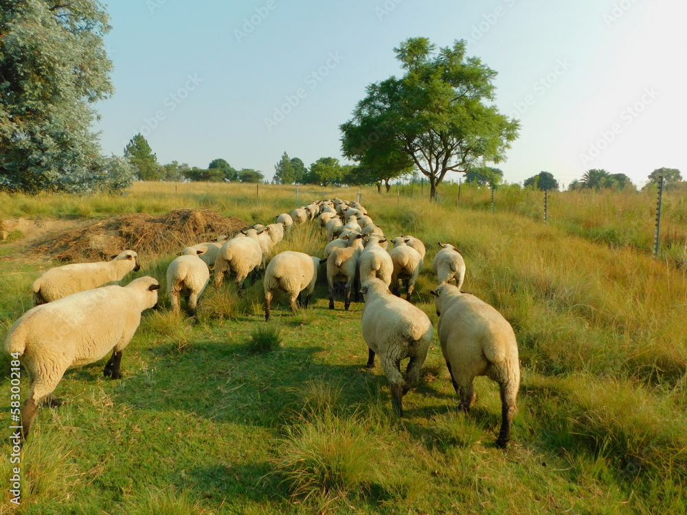 A flock of Hampshire Down Sheep walking in a green and yellow colored grassland landscape up a hilltop surrounded by thorn trees and large bushy trees A flock of Hampshire Down Sheep walking in a green and yellow colored grassland landscape up a hilltop surrounded by thorn trees and large bushy trees
