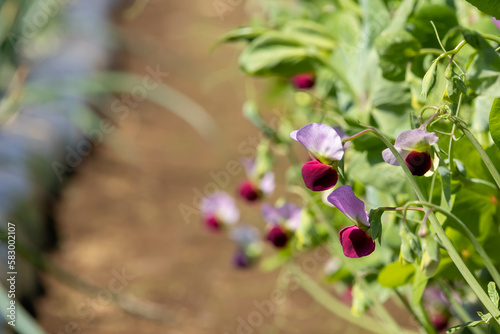 畑のエンドウ豆の花