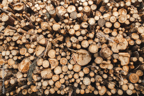 Pile of logs in sawmill photo