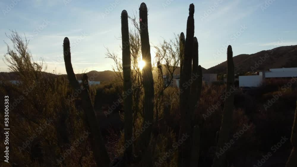Slow rotating shot of the sunset reflecting through a cactus Slow rotating shot of the sunset reflecting through a cactus