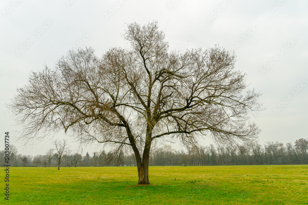 Lawn, and trees in the Monza Park