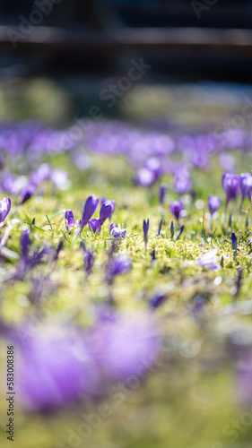 Beautiful field of crocus flowers in spring