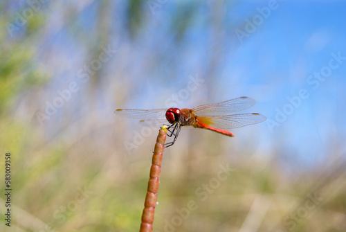 Red dragonfly on a leaf. Macro shot dragonfly.
