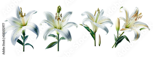a set of lily flowers on transparent background, PNG file 